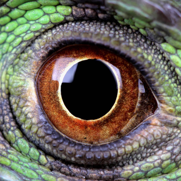 Water Dragon Teaser Puzzle