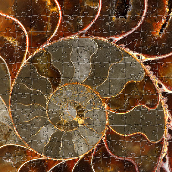 Ammolite Small Puzzle