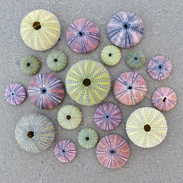 Sea Urchin Teaser Puzzle