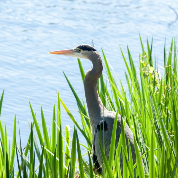 Small Heron Puzzle
