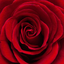 Load image into Gallery viewer, Red Rose Small
