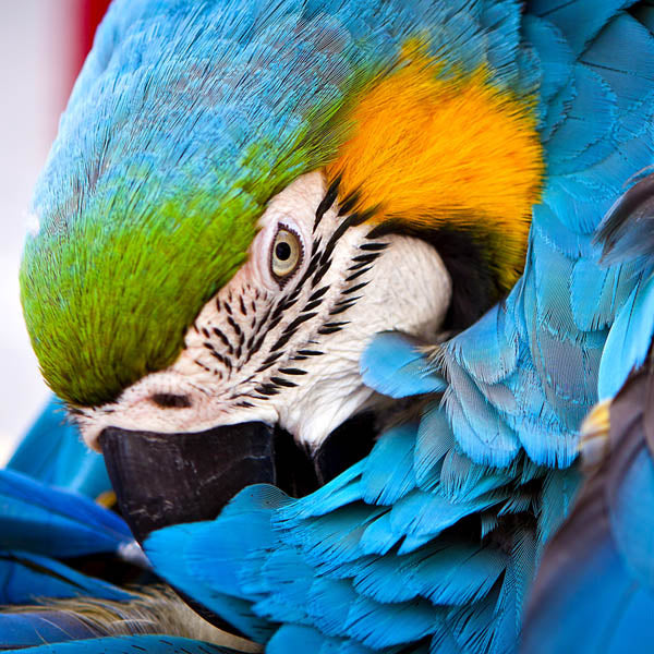 Blue Parrot Teaser