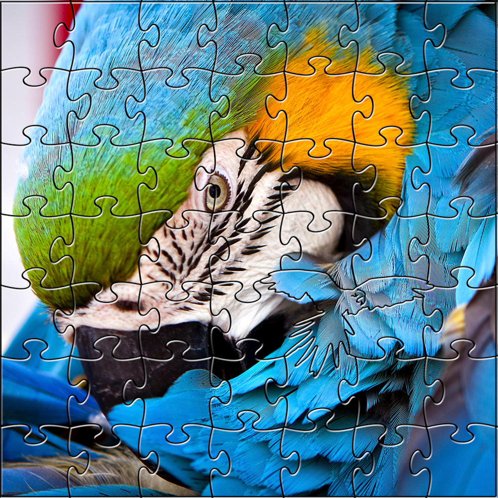 Blue Parrot Teaser