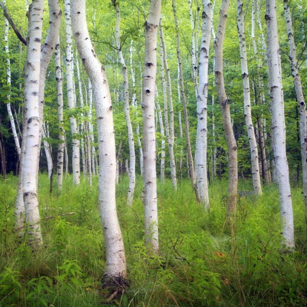 Acadia Birch Teaser Puzzle