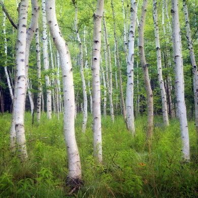 Acadia Birch Teaser Puzzle