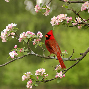 Summer Cardinal Teaser Puzzle