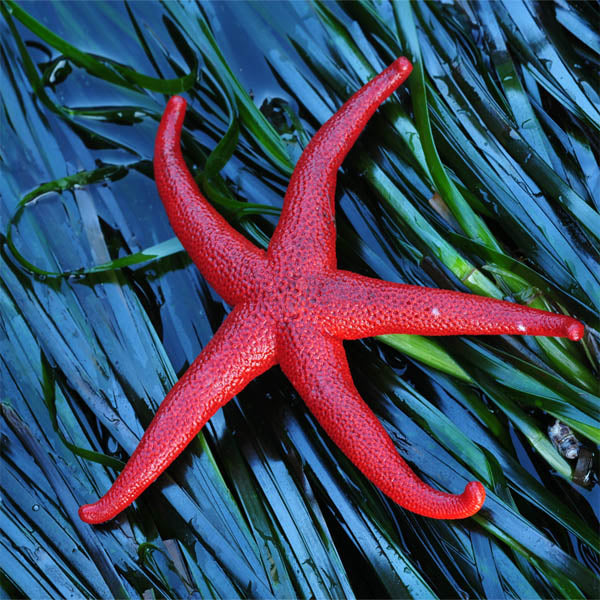 Starfish Medium Puzzle