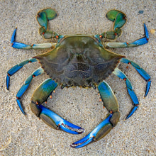 Load image into Gallery viewer, Blue Crab Large Puzzle