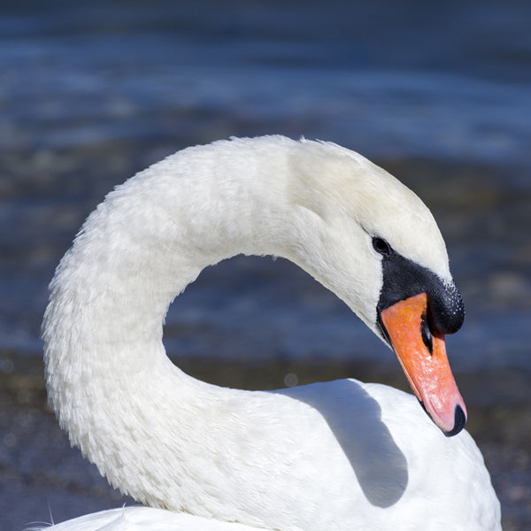 White Swan Teaser Puzzle
