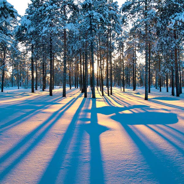 Sunrise in Winter Forest Large