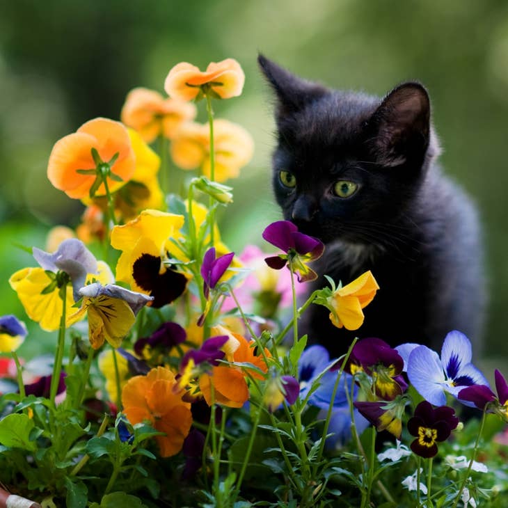 Curious Kitty Teaser