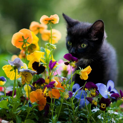 Curious Kitty Teaser