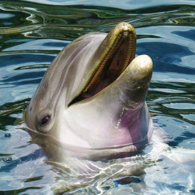 Laughing Dolphin Teaser