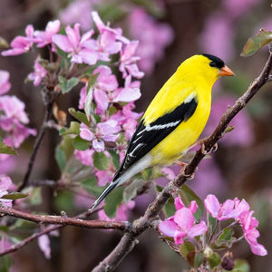 Goldfinch Small