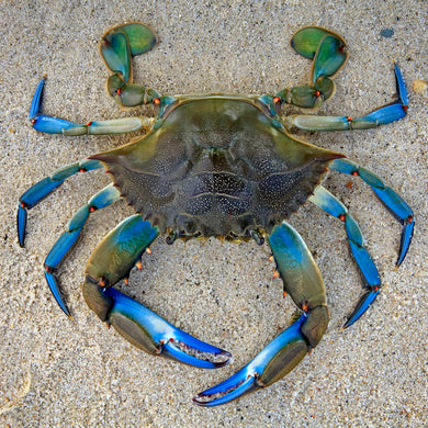 Blue Crab Teaser Puzzle
