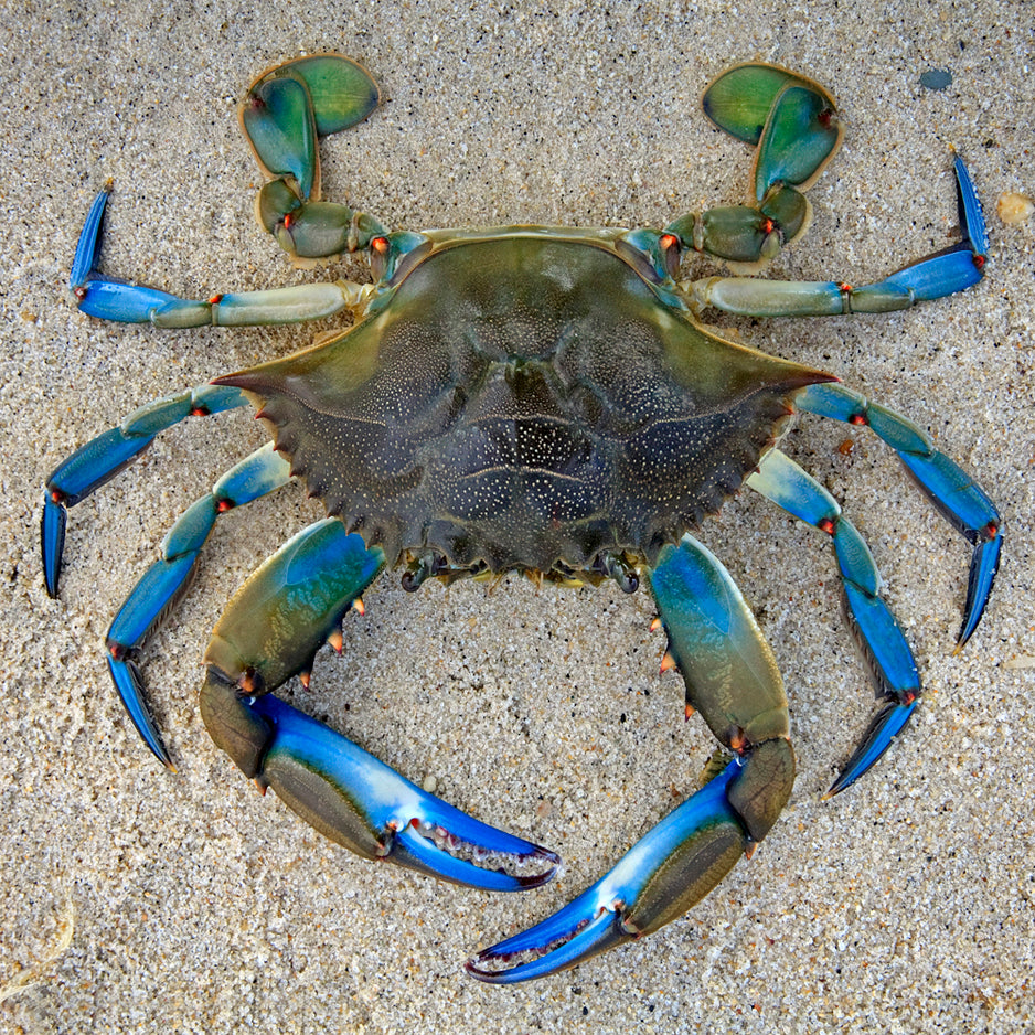 Blue Crab Teaser Puzzle