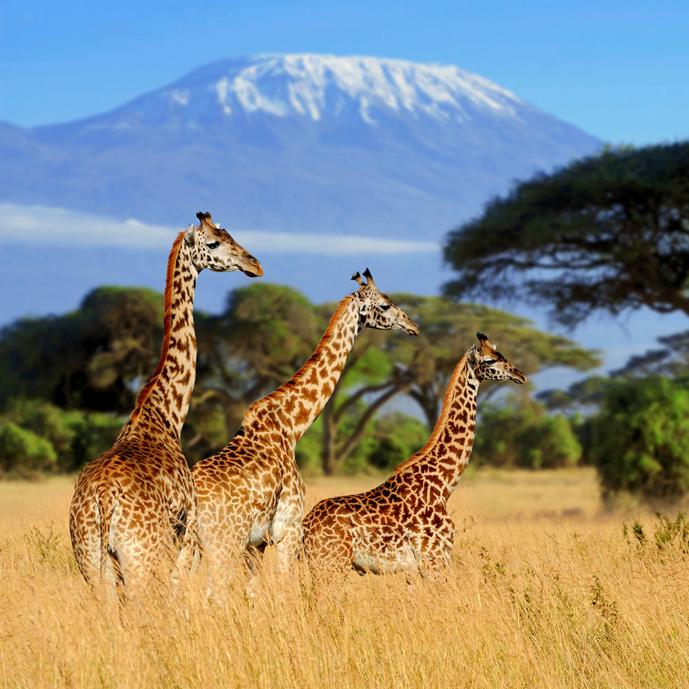 Giraffe Safari Teaser Puzzle