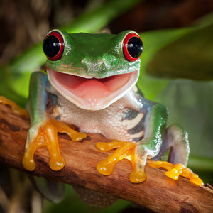 Happy Tree Frog Teaser Puzzle