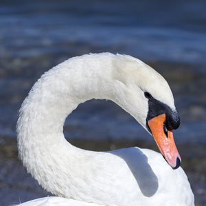 White Swan Teaser Puzzle