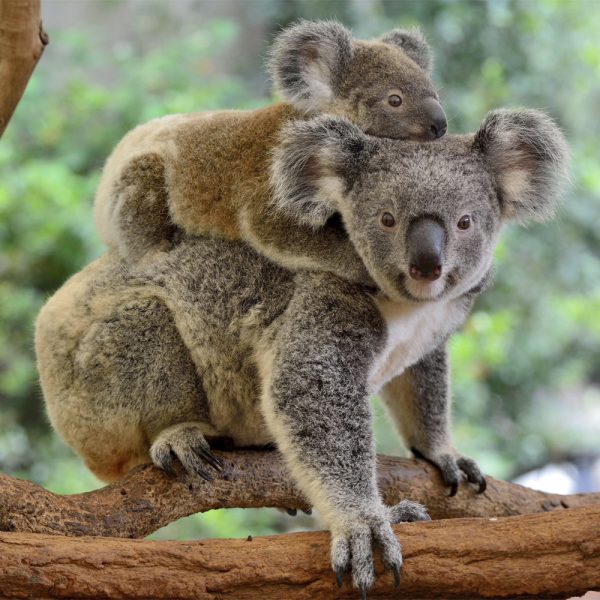 Koalas Teaser