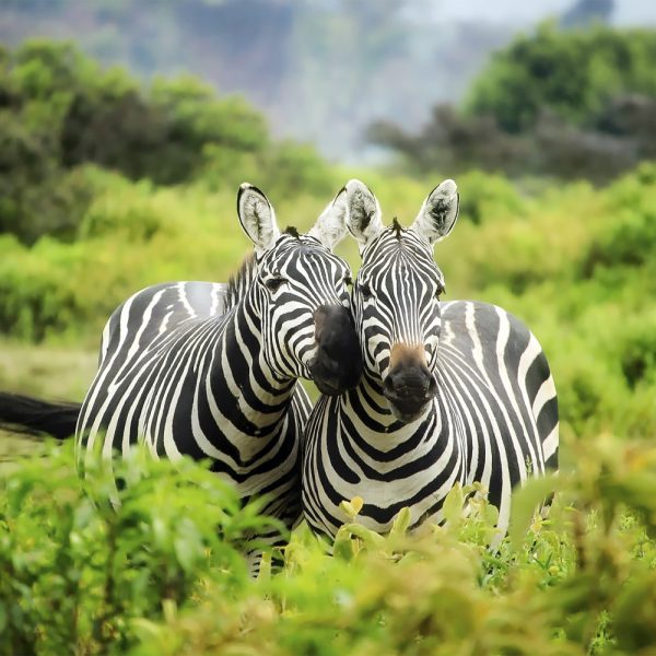 Zebras Teaser