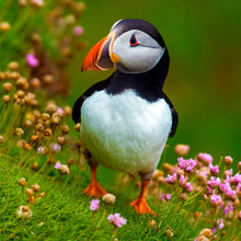 Load image into Gallery viewer, Large Puffin Puzzle