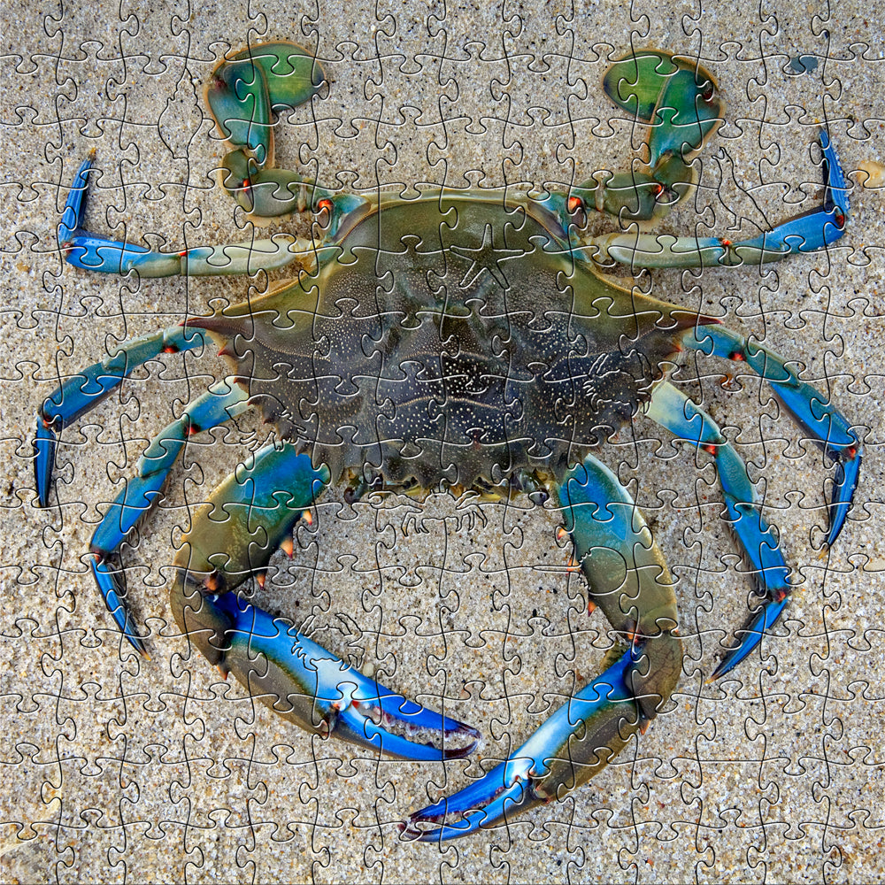 Blue Crab Medium Puzzle