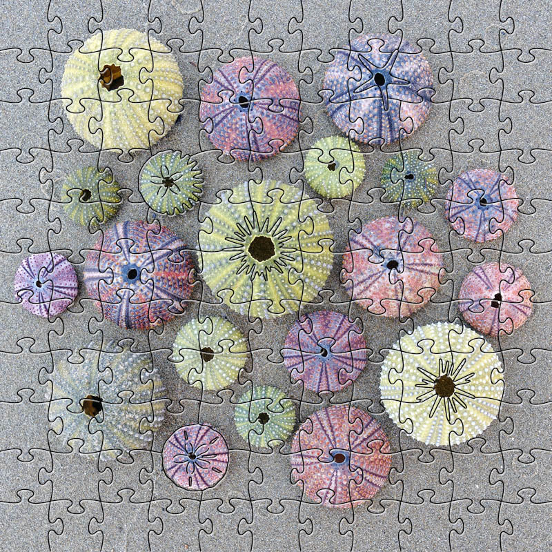 Sea Urchins Small Puzzle