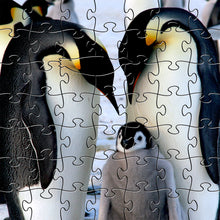 Load image into Gallery viewer, Emperor Penguin Teaser Puzzle
