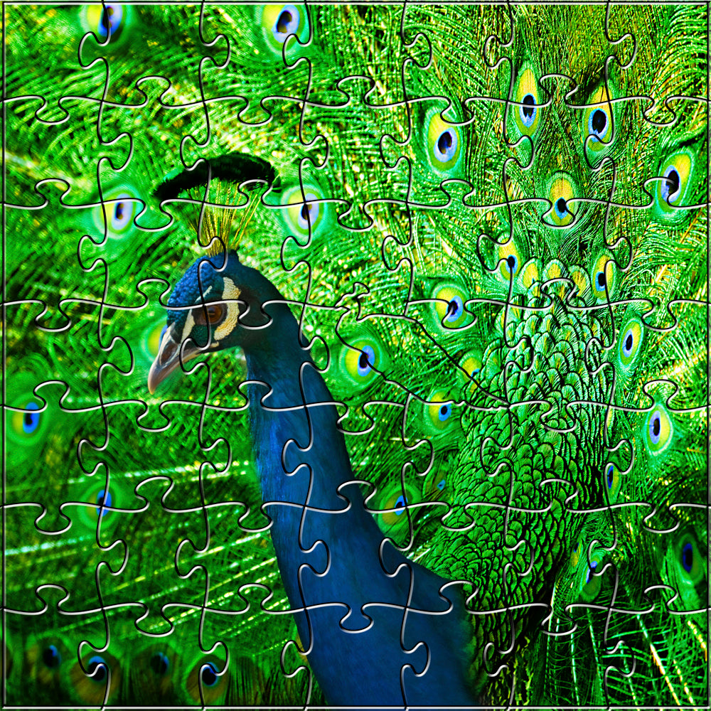 Peacock Teaser Puzzle